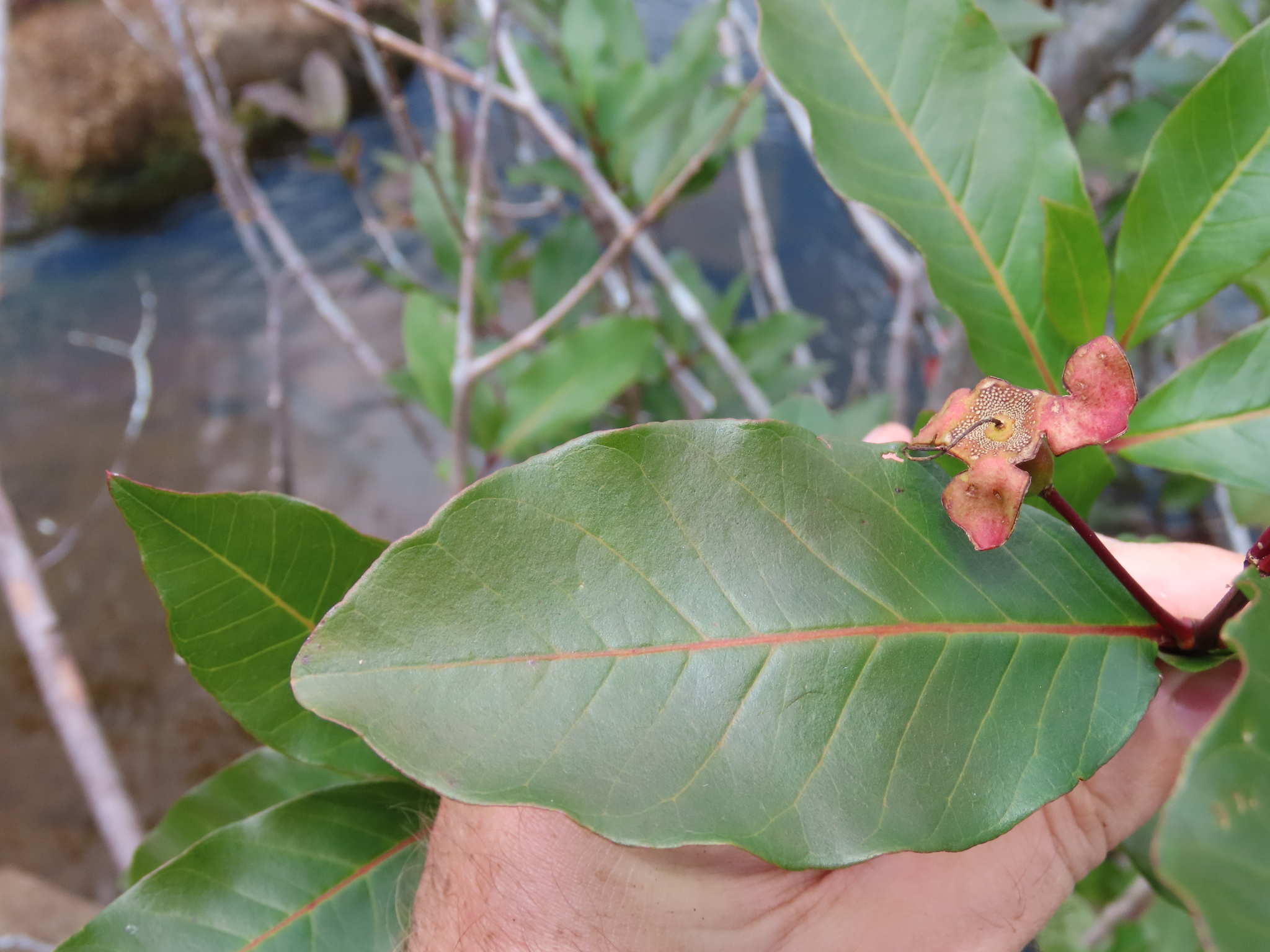Imagem de Araçá-pera