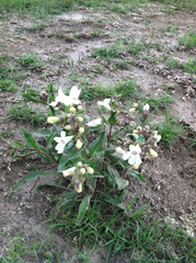 Penstemon albidus