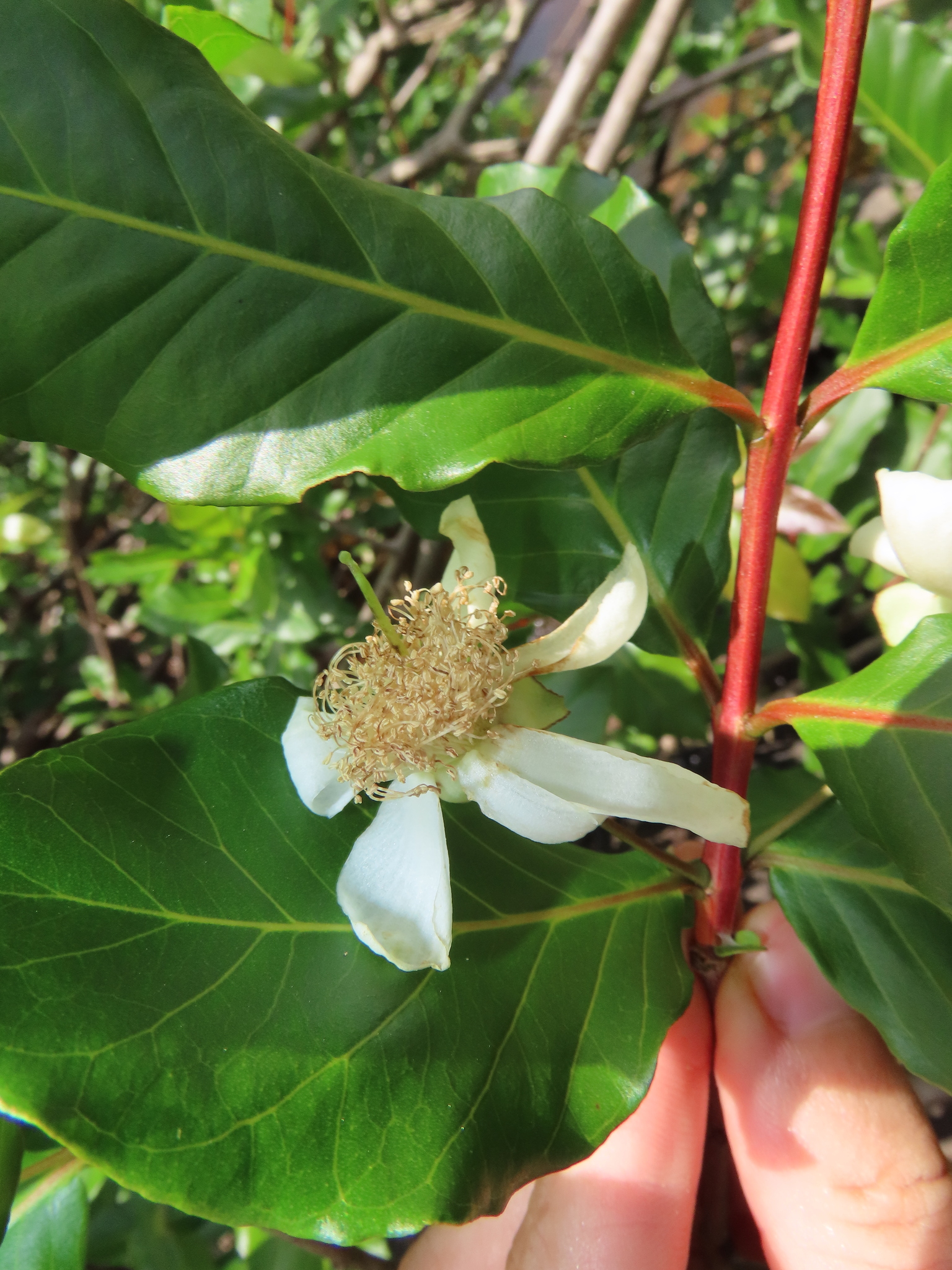 Imagem de Araçá-pera