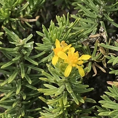 Euryops annae