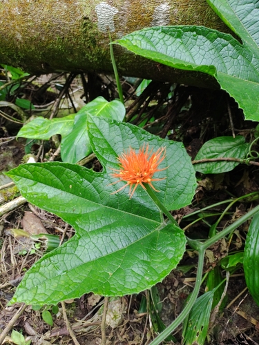 Image of Gurania makoyana by (c) Olvin Wilfredo Oyuela, some rights reserved (CC BY-SA)