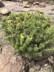 Euryops annae
