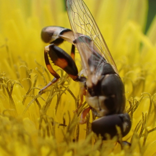 Peg-legged Compost Fly photo 3