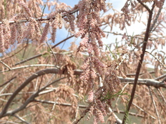 Tamarix parviflora