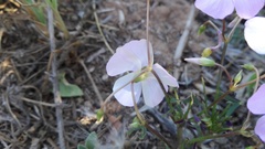 Oxalis stellata