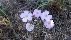 Oxalis stellata