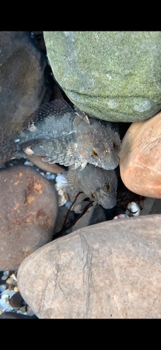 Tidepool sculpin (Oligocottus maculosus) — Cottidae — 3