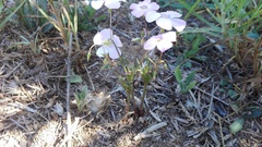 Oxalis stellata