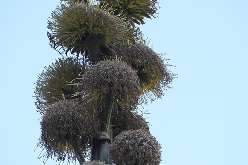 Agave congesta
