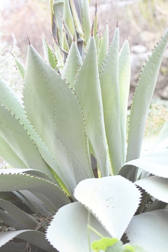 Agave congesta