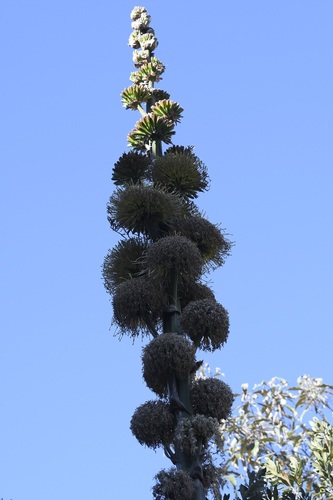 Agave congesta