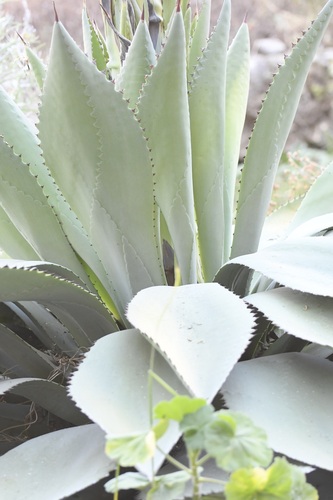 Agave congesta