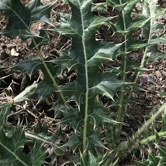 Berkheya cirsiifolia