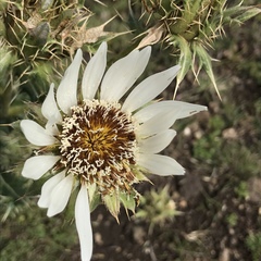 Berkheya cirsiifolia