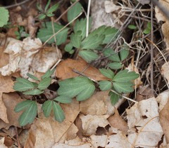 Anemonoides quinquefolia