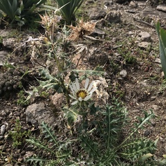 Berkheya cirsiifolia