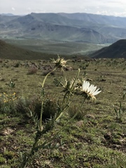 Berkheya cirsiifolia