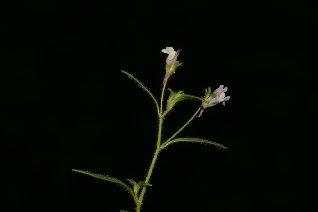 Microrrhinum
