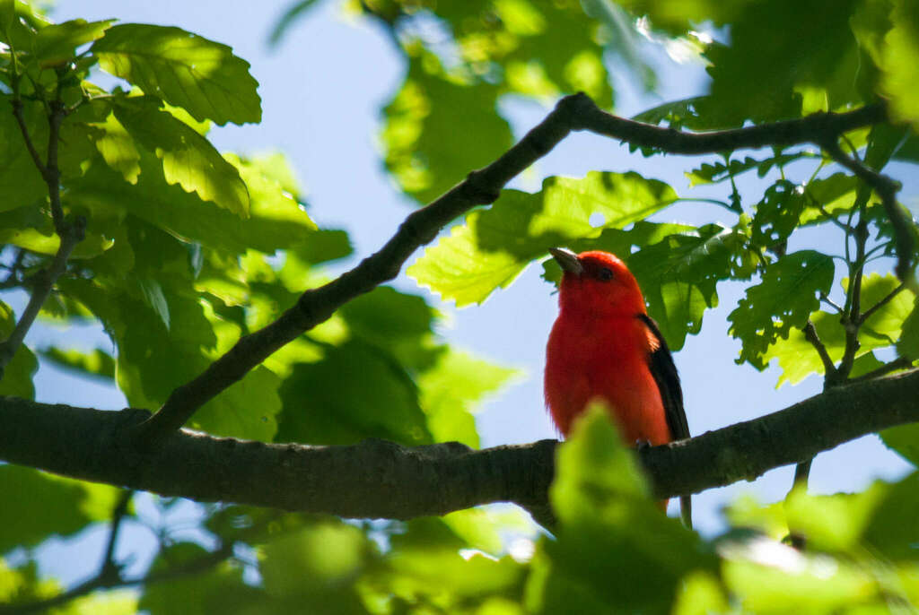 Scarlet tanager - Wikipedia