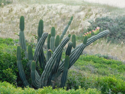Cereus hildmannianus