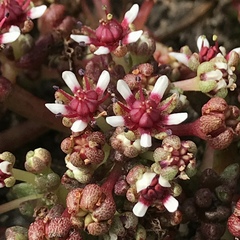 Crassula peploides