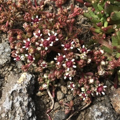Crassula peploides
