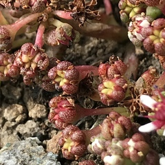 Crassula peploides