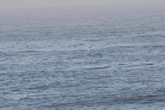 Puffinus mauretanicus