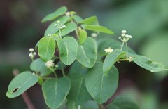 Helinus integrifolius