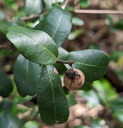 Image of Reynosia septentrionalis by (c) Alan Prather, some rights reserved (CC BY)