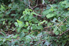 Helinus integrifolius