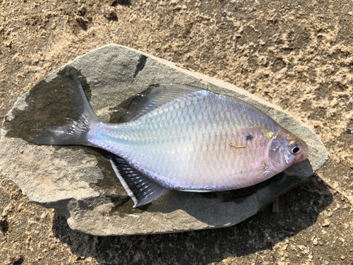 Acheilognathus macropterus — Cyprinidae