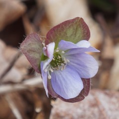 Hepatica americana