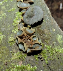 Cordieritidaceae