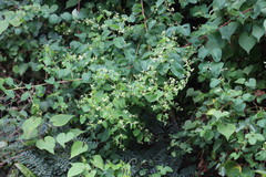 Helinus integrifolius