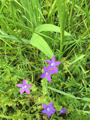 Triodanis perfoliata
