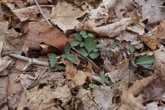 Cardamine angustata