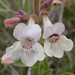 White-flower Beardtongue - Photo (c) Matt Lavin, some rights reserved (CC BY-SA)