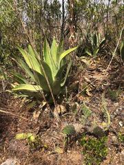 Agave salmiana