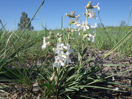 White-flower Beardtongue