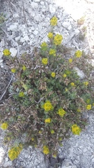 Cruciata taurica