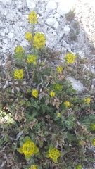 Cruciata taurica