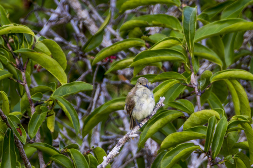 Yellow-bellied Dacnis (Dacnis flaviventer), photo 9