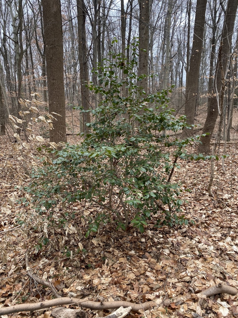 American holly from Houston Rd, Ambler, PA, US on January 15, 2024 at ...