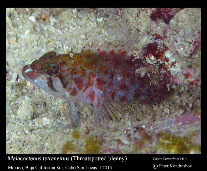 Striped labrisomid (Brockius striatus) — Labrisomidae