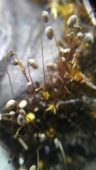 Bryum radiculosum