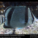 Threebanded Butterflyfish - Photo (c) pkondrashov, some rights reserved (CC BY-NC)