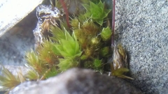 Bryum radiculosum