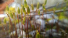 Bryum radiculosum