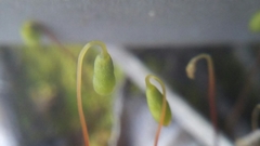 Bryum radiculosum